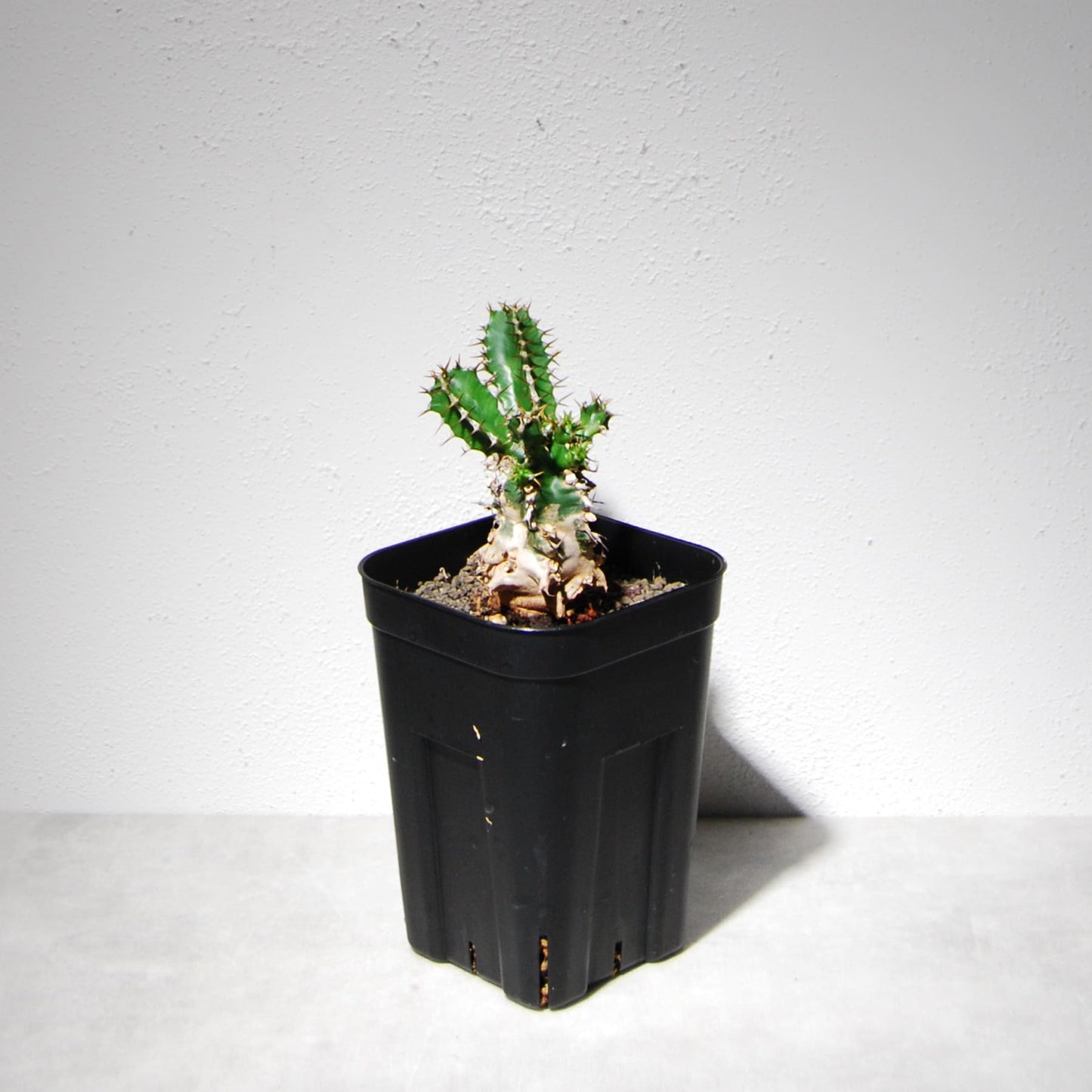 ユーフォルビア ムランジーナ（実生株）103