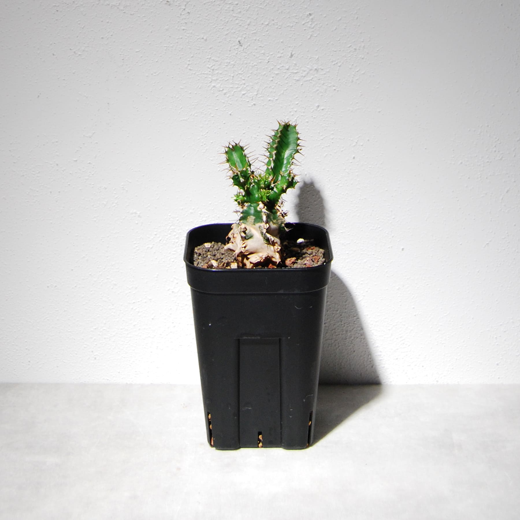 ユーフォルビア ムランジーナ（実生株）103 – linkplants -リンクプランツ-