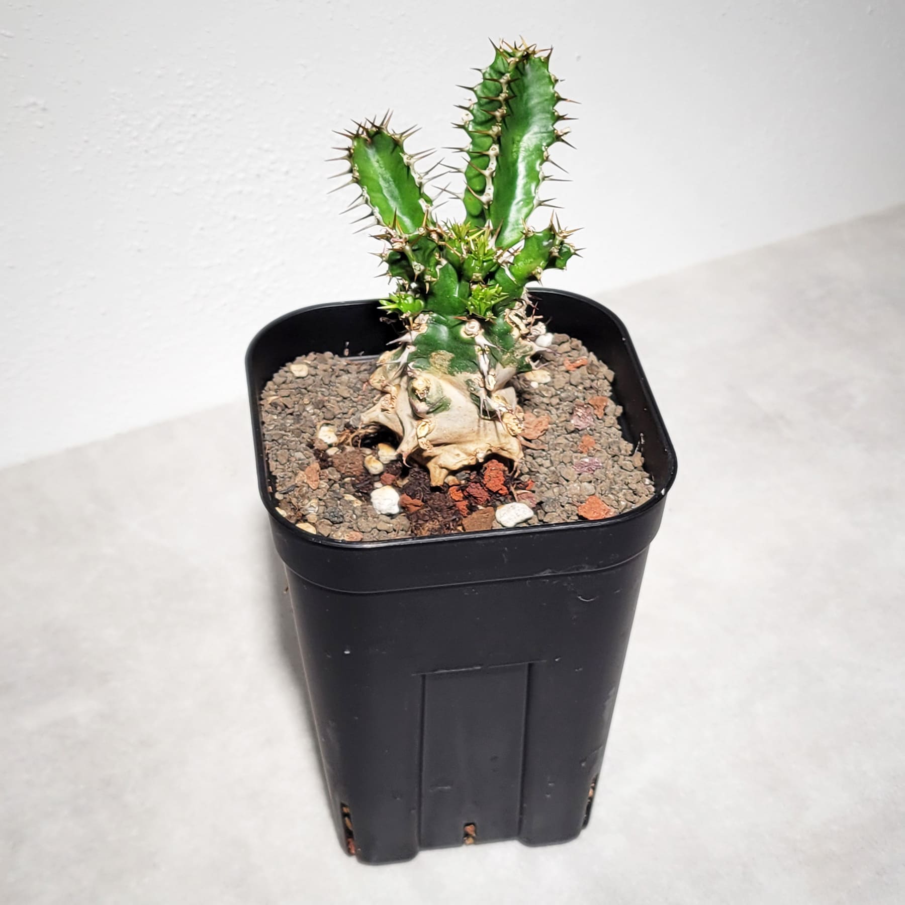 ユーフォルビア ムランジーナ（実生株）103 – linkplants -リンクプランツ-