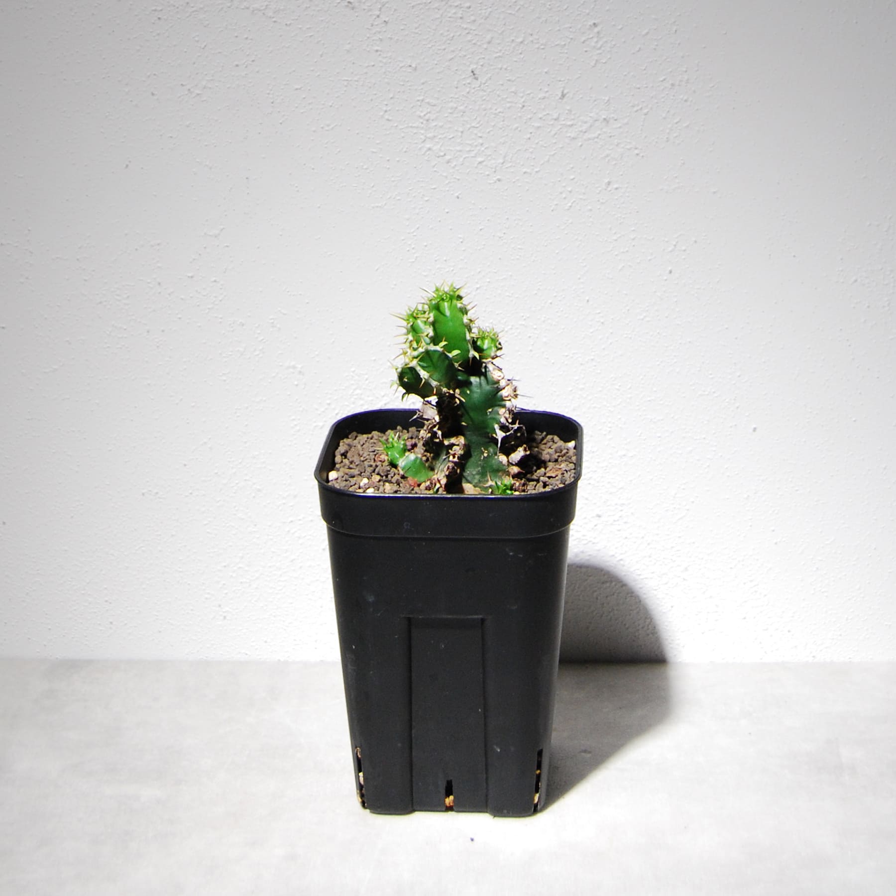 ユーフォルビア ムランジーナ（実生株）104 – linkplants -リンクプランツ-