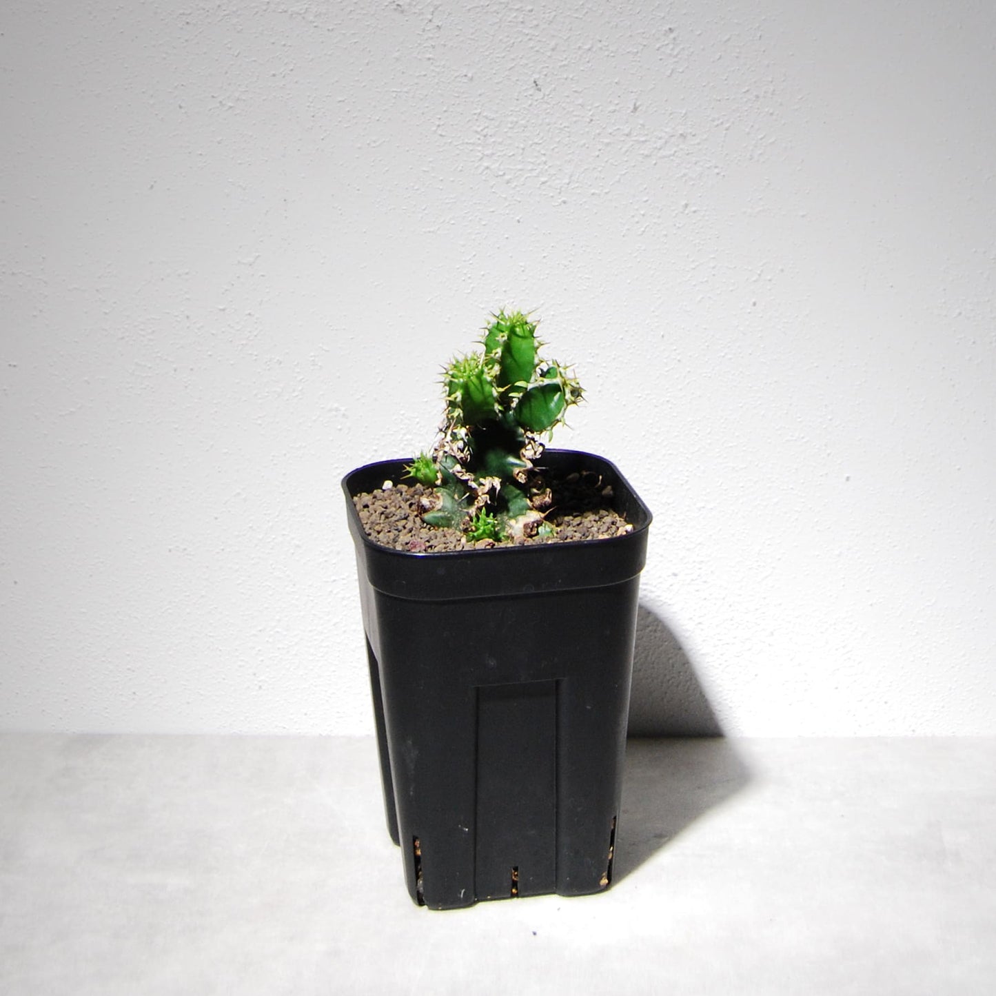 ユーフォルビア ムランジーナ（実生株）104