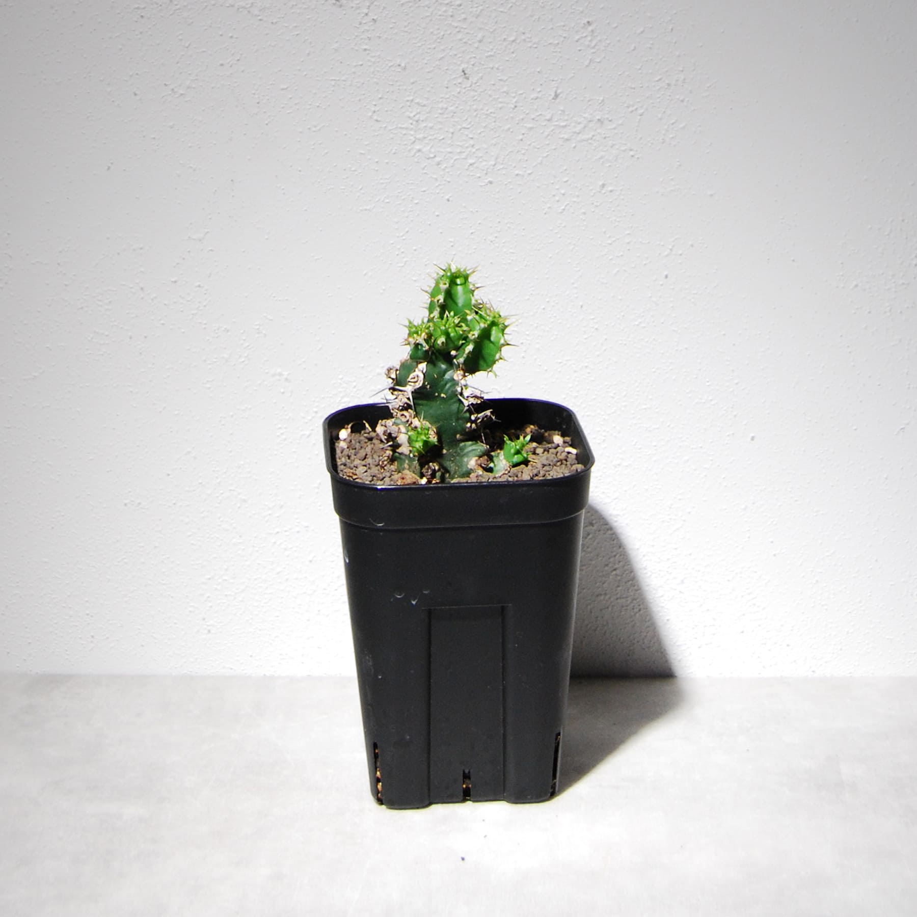 ユーフォルビア ムランジーナ（実生株）104 – linkplants -リンクプランツ-