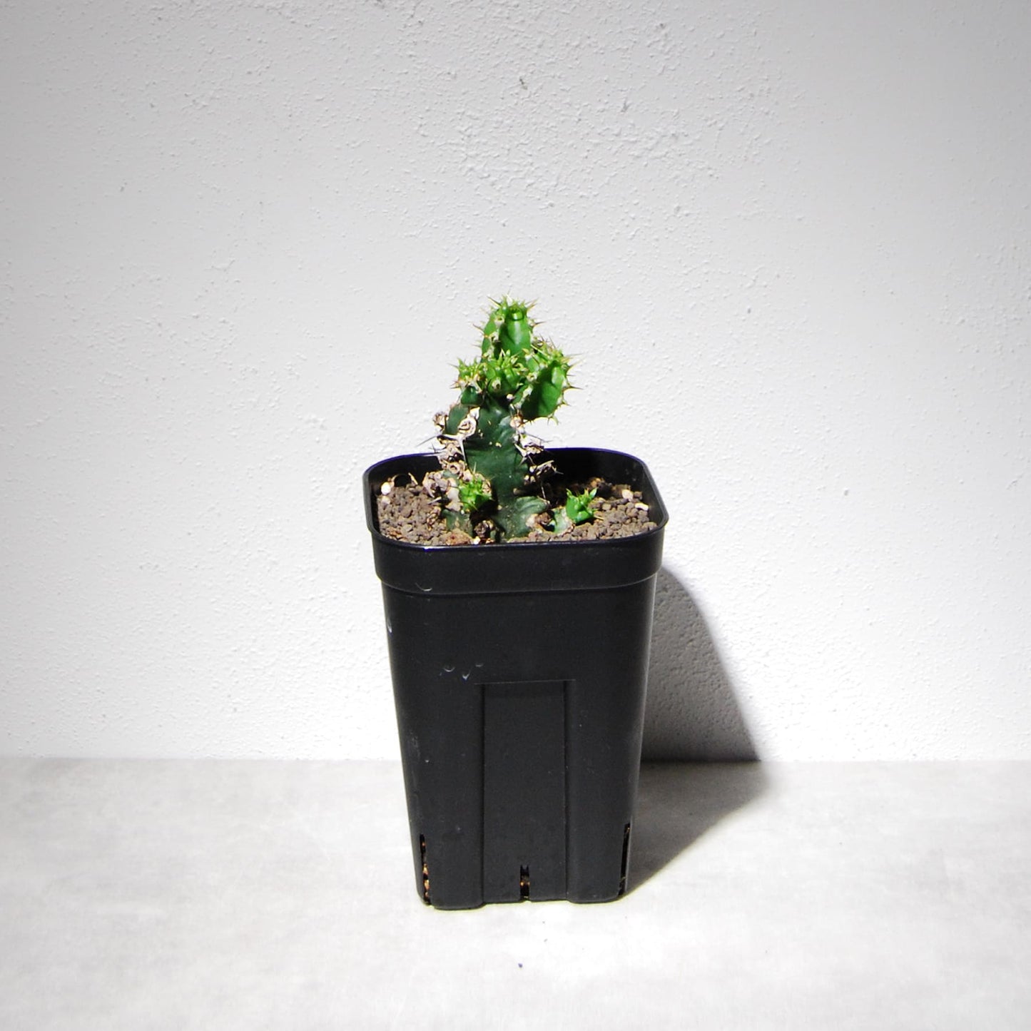 ユーフォルビア ムランジーナ（実生株）104