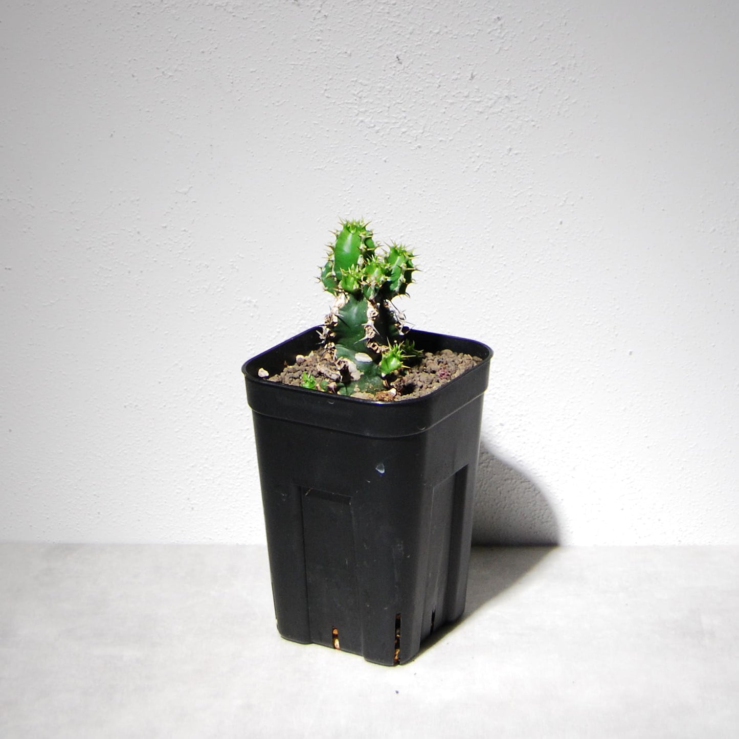 ユーフォルビア ムランジーナ（実生株）104