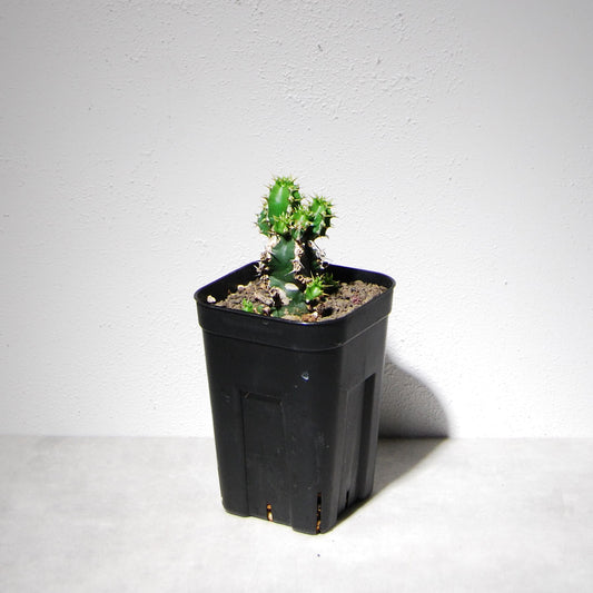 ユーフォルビア ムランジーナ（実生株）104