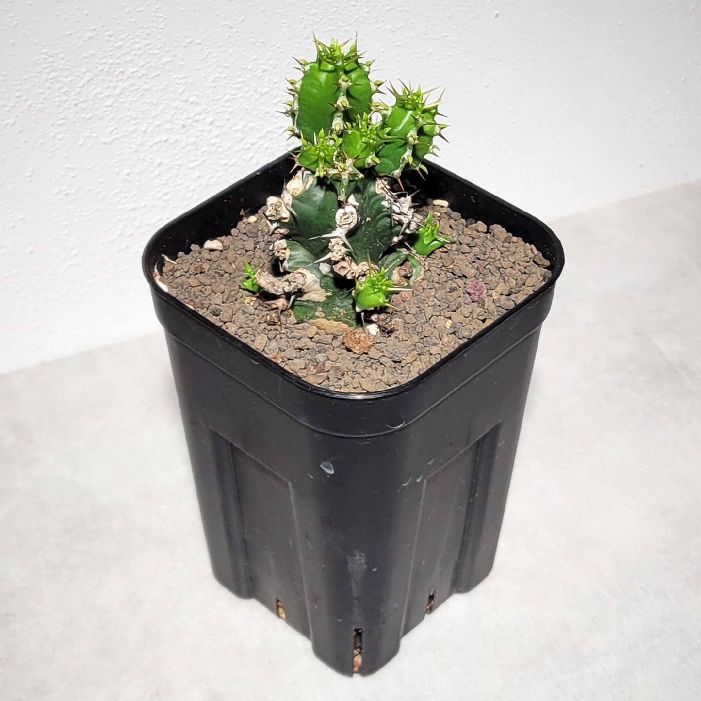 ユーフォルビア ムランジーナ（実生株）104