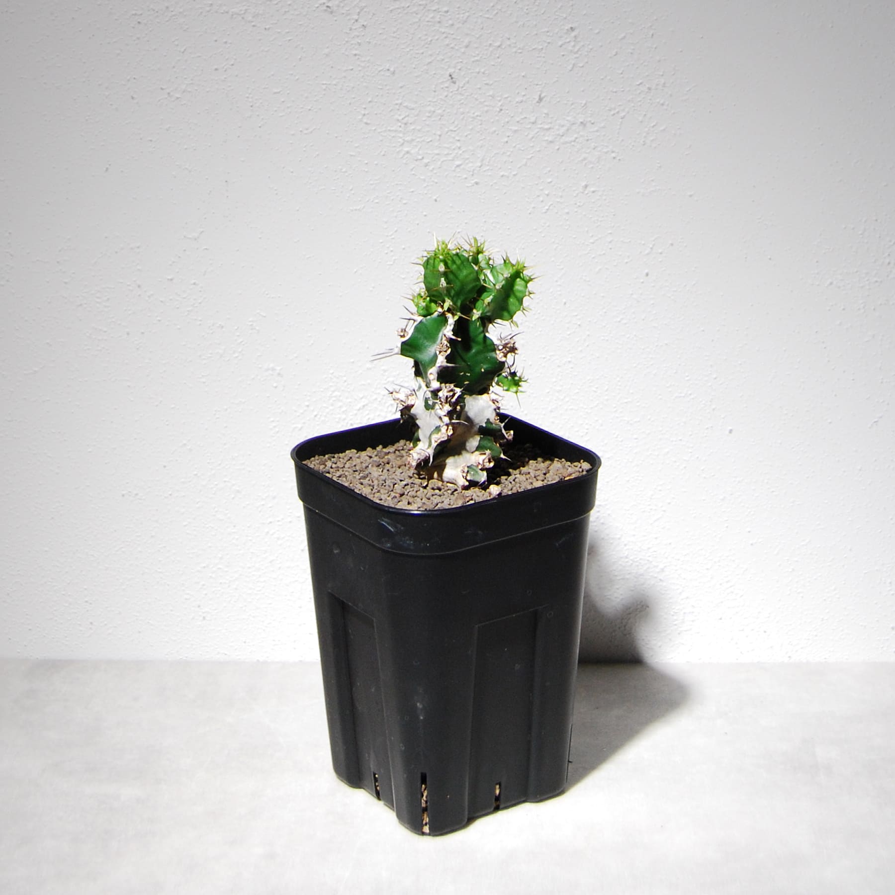 ユーフォルビア ムランジーナ（実生株）105 – linkplants -リンクプランツ-