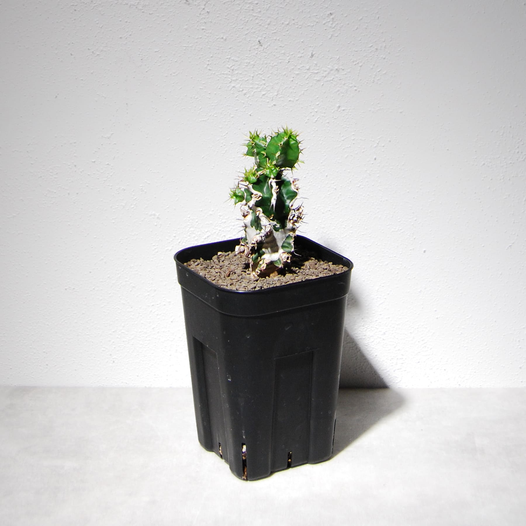 ユーフォルビア ムランジーナ（実生株）105 – linkplants -リンクプランツ-