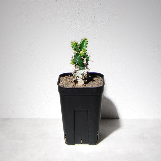 ユーフォルビア ムランジーナ（実生株）105