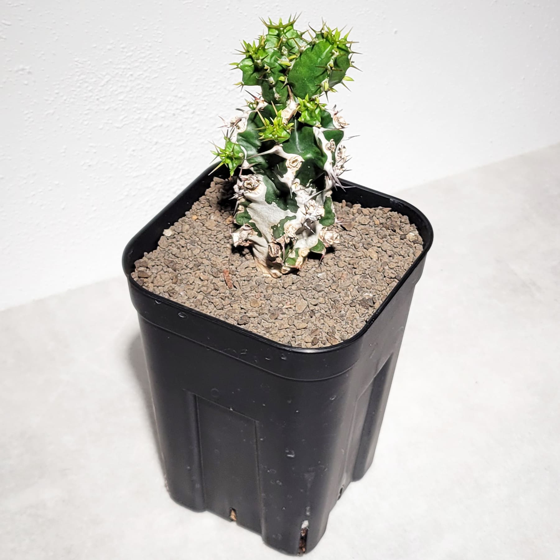 ユーフォルビア ムランジーナ（実生株）105 – linkplants -リンクプランツ-