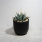 Plastic Pot「BowlMid」Size3　Maceta（マセタ）プラ鉢