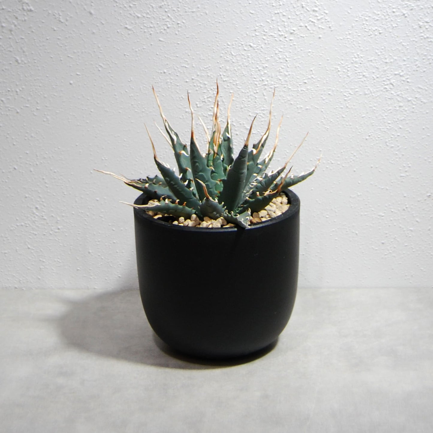 Plastic Pot「BowlMid」Size3　Maceta（マセタ）プラ鉢