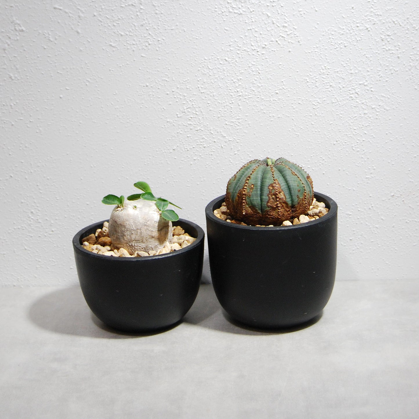 Plastic Pot「BowlLong」Size6　Maceta（マセタ）プラ鉢