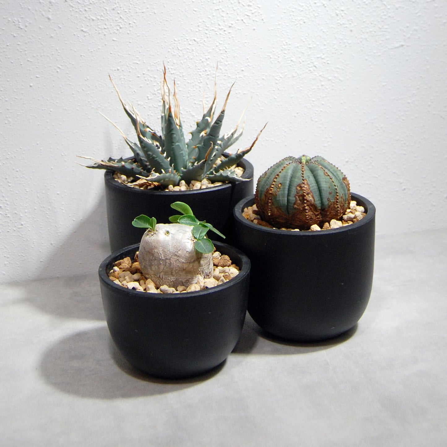 Plastic Pot「BowlLong」Size6　Maceta（マセタ）プラ鉢