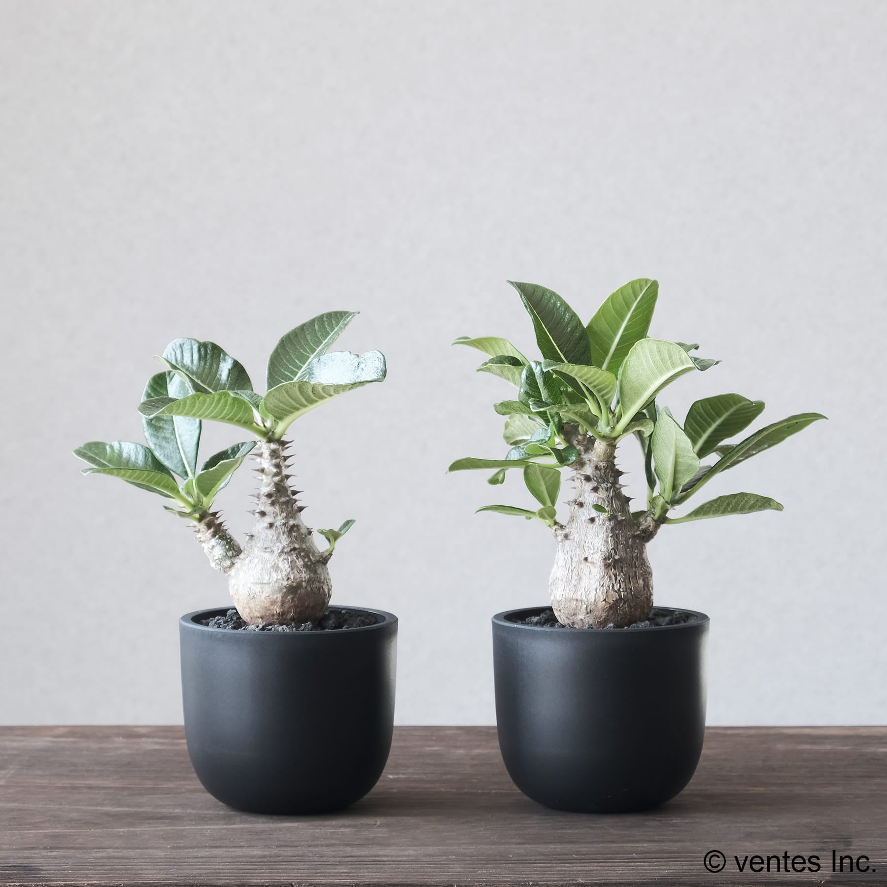 Plastic Pot「BowlMid」Size2 Maceta（マセタ）プラ鉢