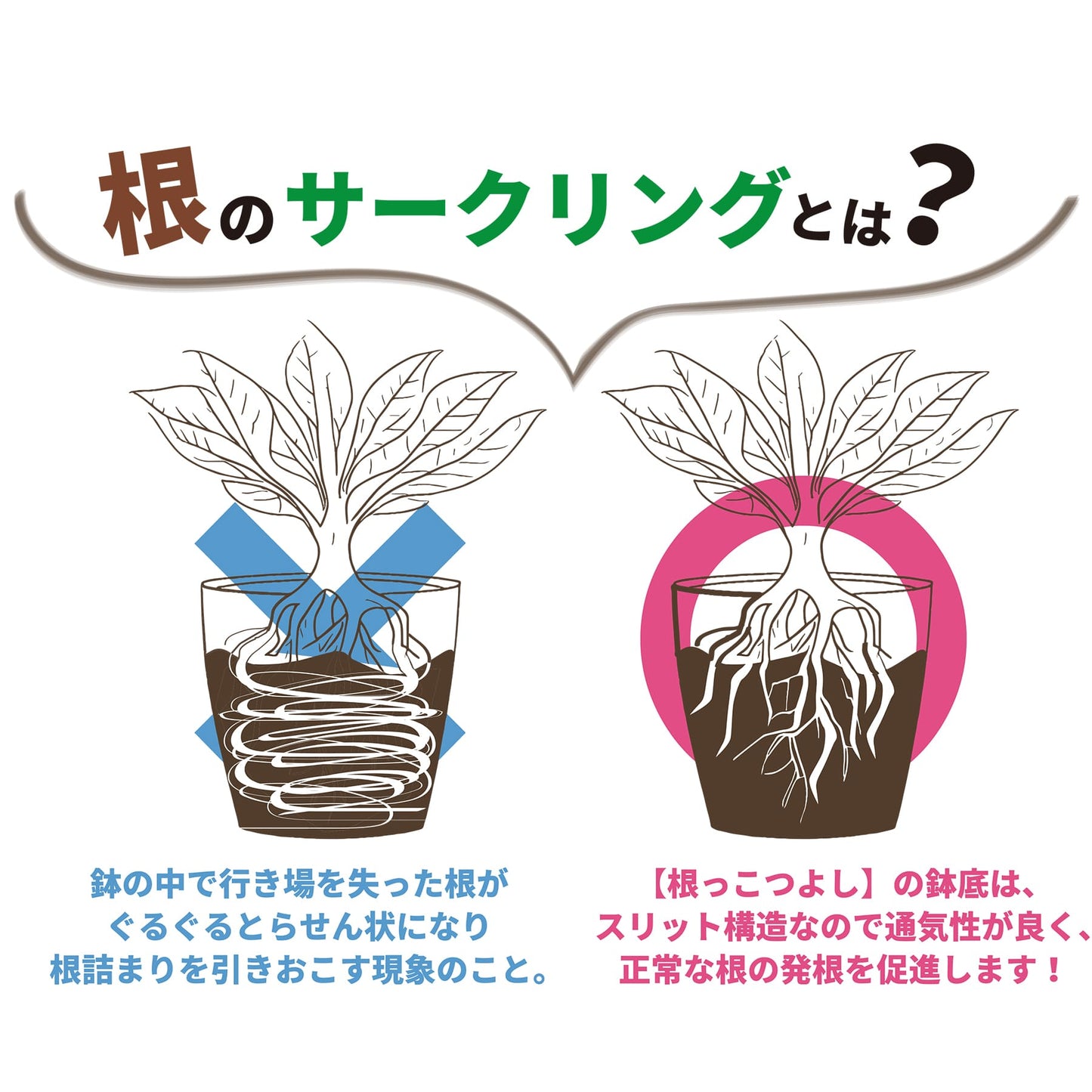 根っこつよし 3号（5個パック）　アップルウェアー（apple）