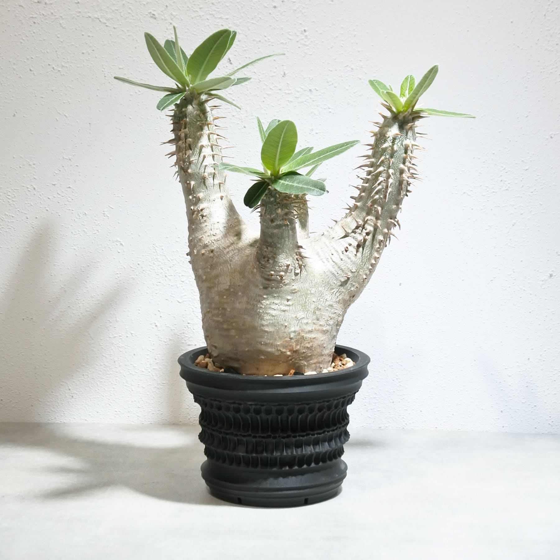 パキポディウム ホロンベンセ – linkplants -リンクプランツ-