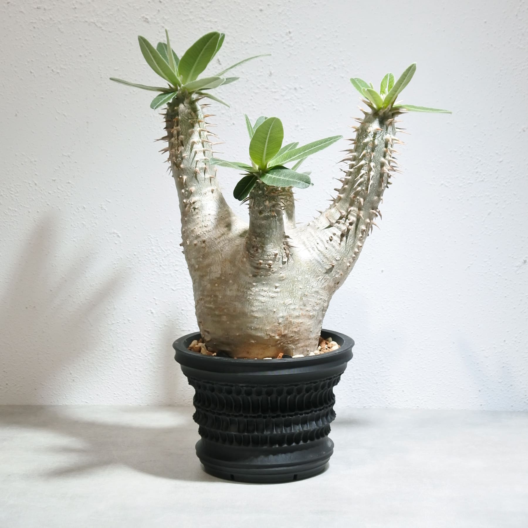 Pachypodium horombenseパキポディウムホロンベンセ Amazon｜【現品限り】パキポディウム・ホロンベンセ【F14 塊根植物・コーデックス