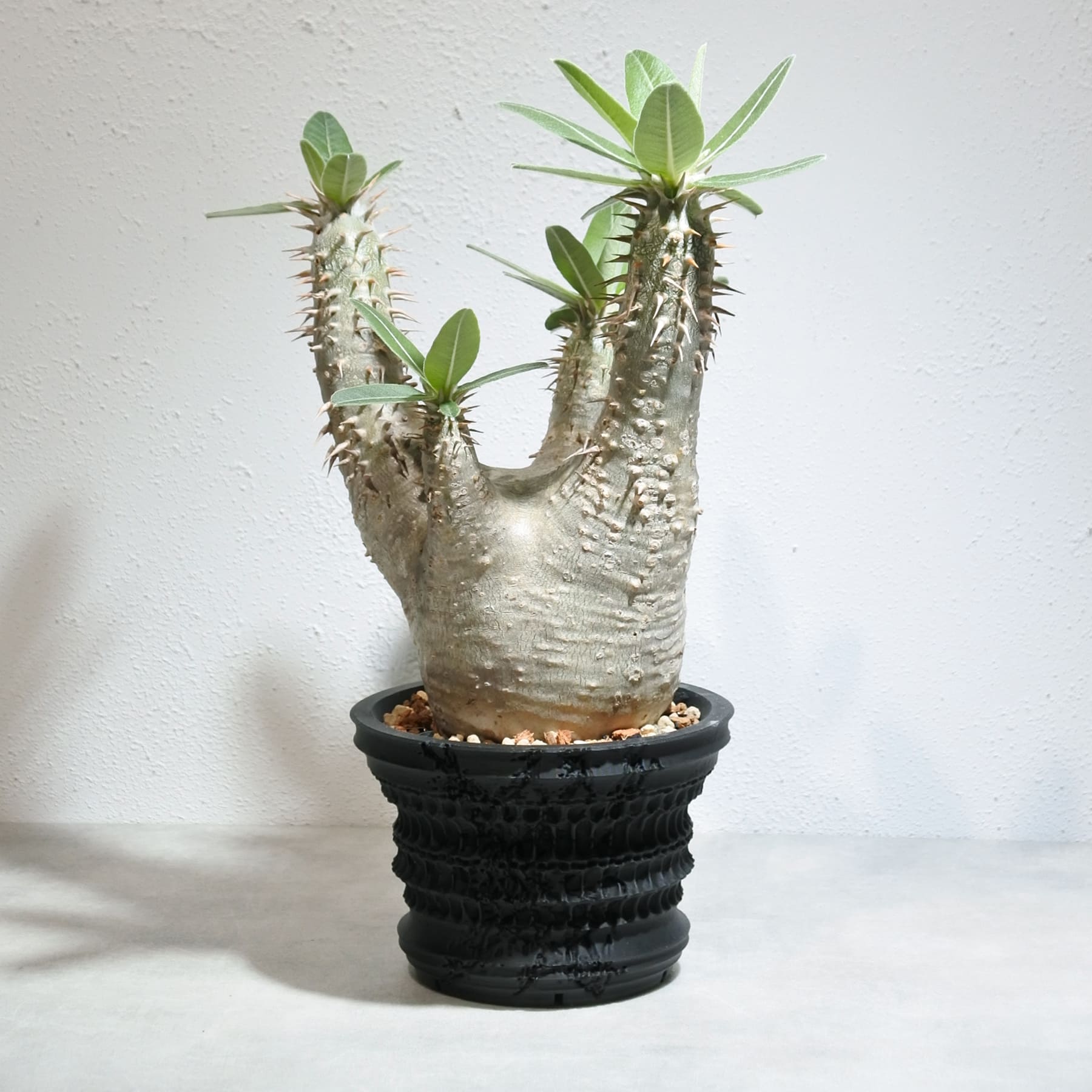パキポディウム ホロンベンセ – linkplants -リンクプランツ-