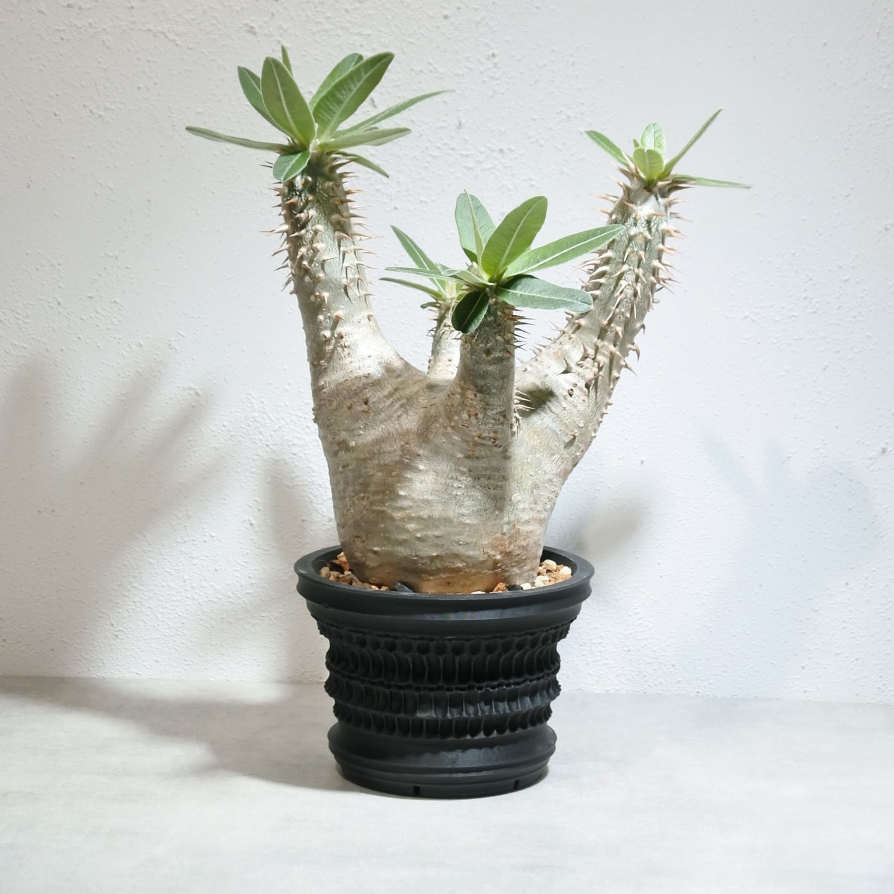 パキポディウム ホロンベンセ – linkplants -リンクプランツ-