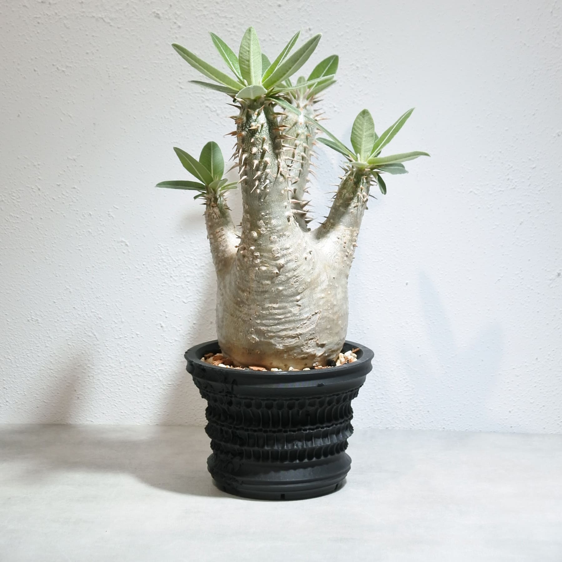 パキポディウム　ホロンベンセ　マダガスカルハイキング パキポディウム ホロンベンセ – linkplants -リンクプランツ-