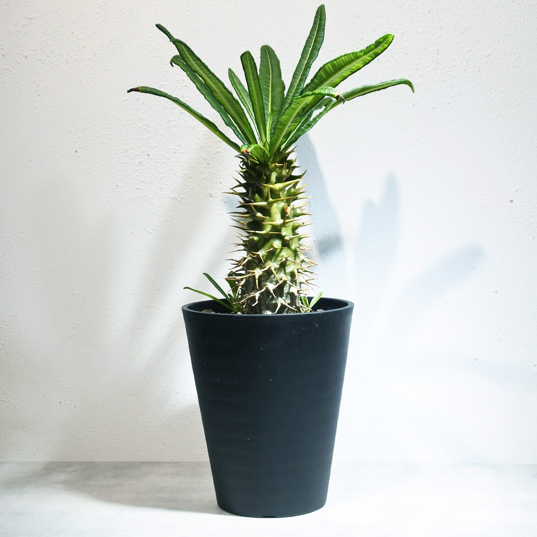 パキポディウム　アンボンゲンセ パキポディウム アンボンゲンセ 2605 – linkplants -リンクプランツ-