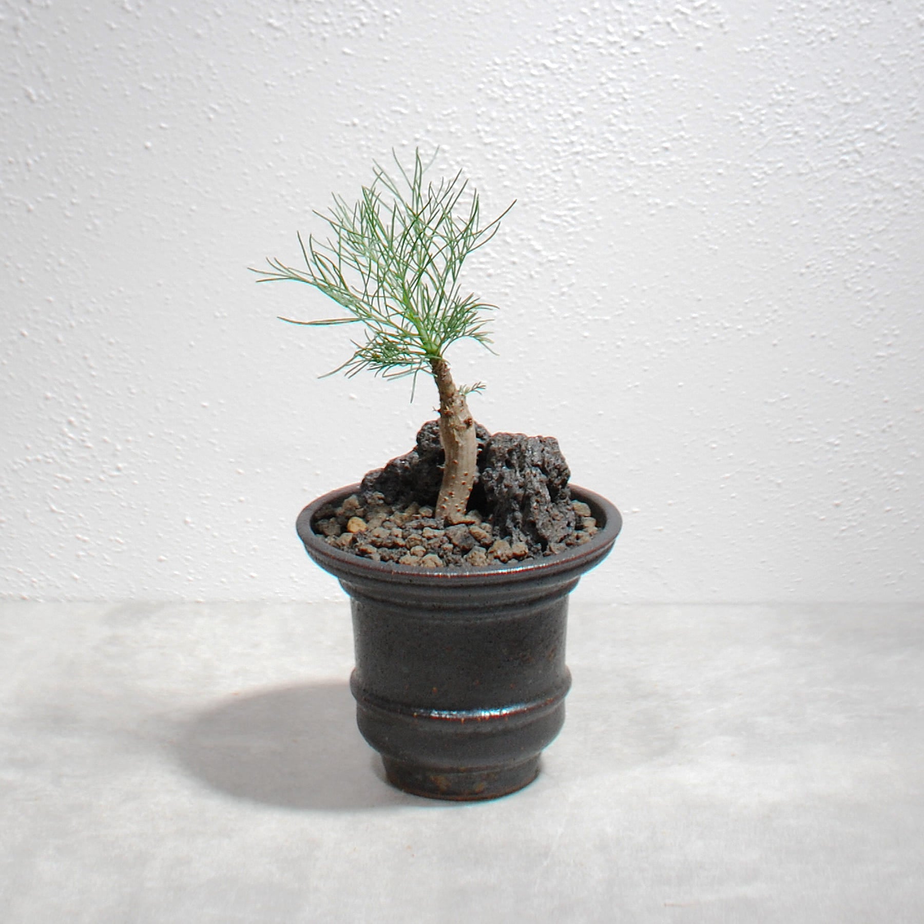 泥彩鉢「灯」 3号 山元一真（淡海陶芸研究所） – linkplants