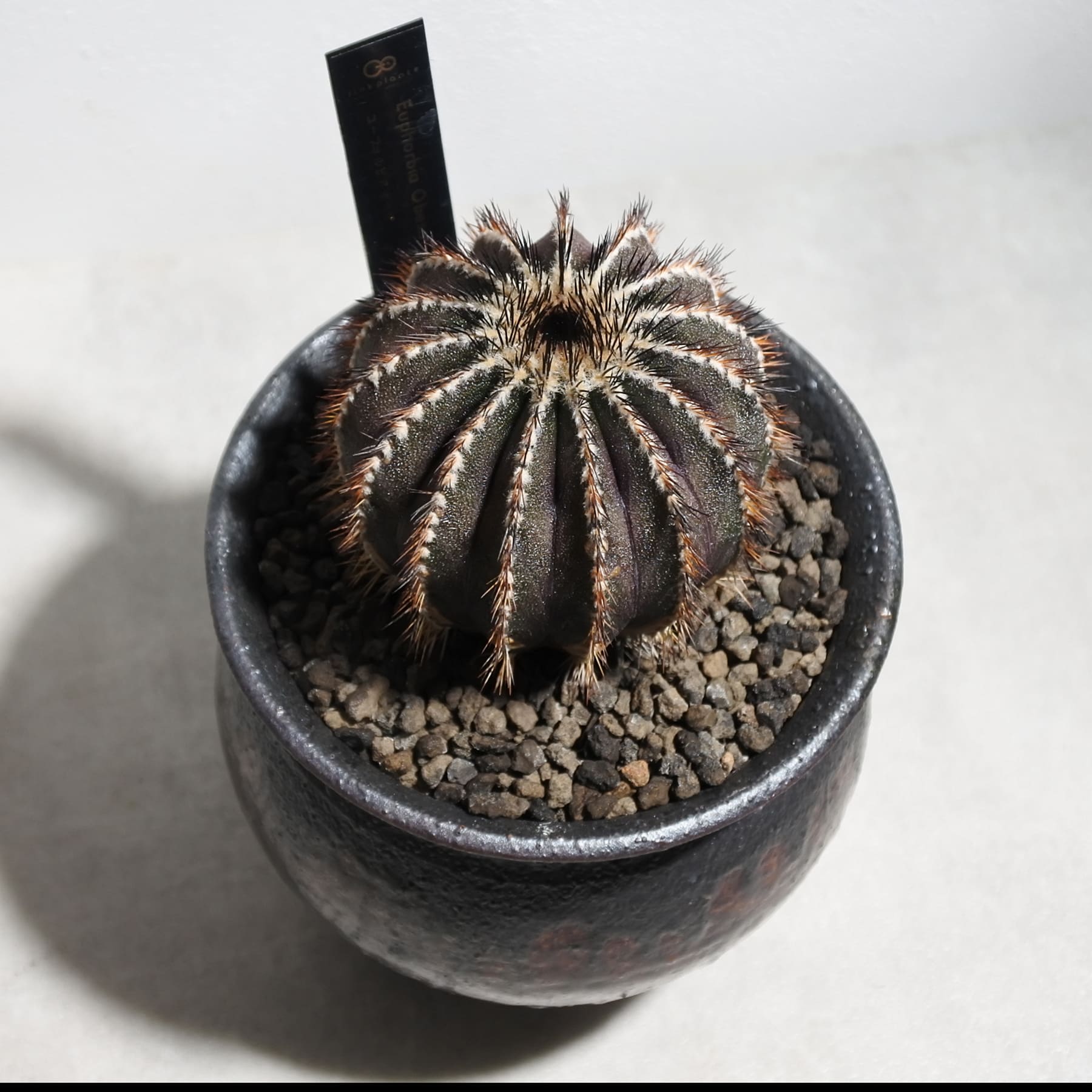 ユーベルマニア ペクチニフェラ 2601 – linkplants -リンクプランツ-