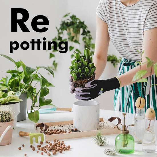 Re potting（植物植え替えサービス）