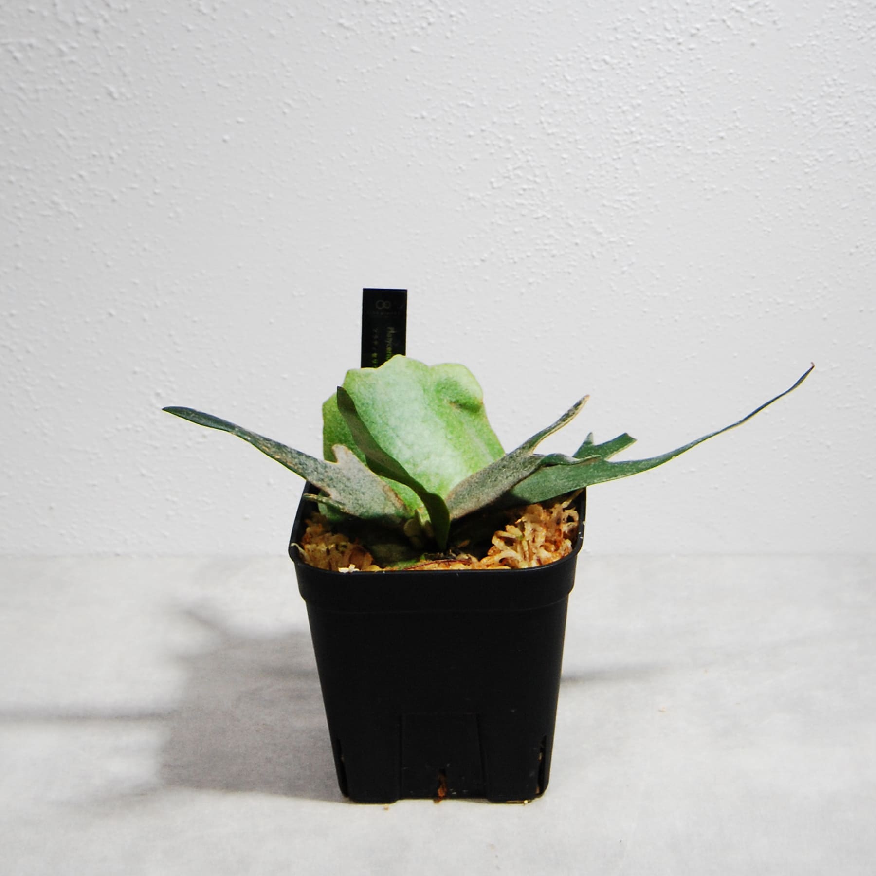 植物図鑑】プラティケリウム・ウィリンキー（Platycerium