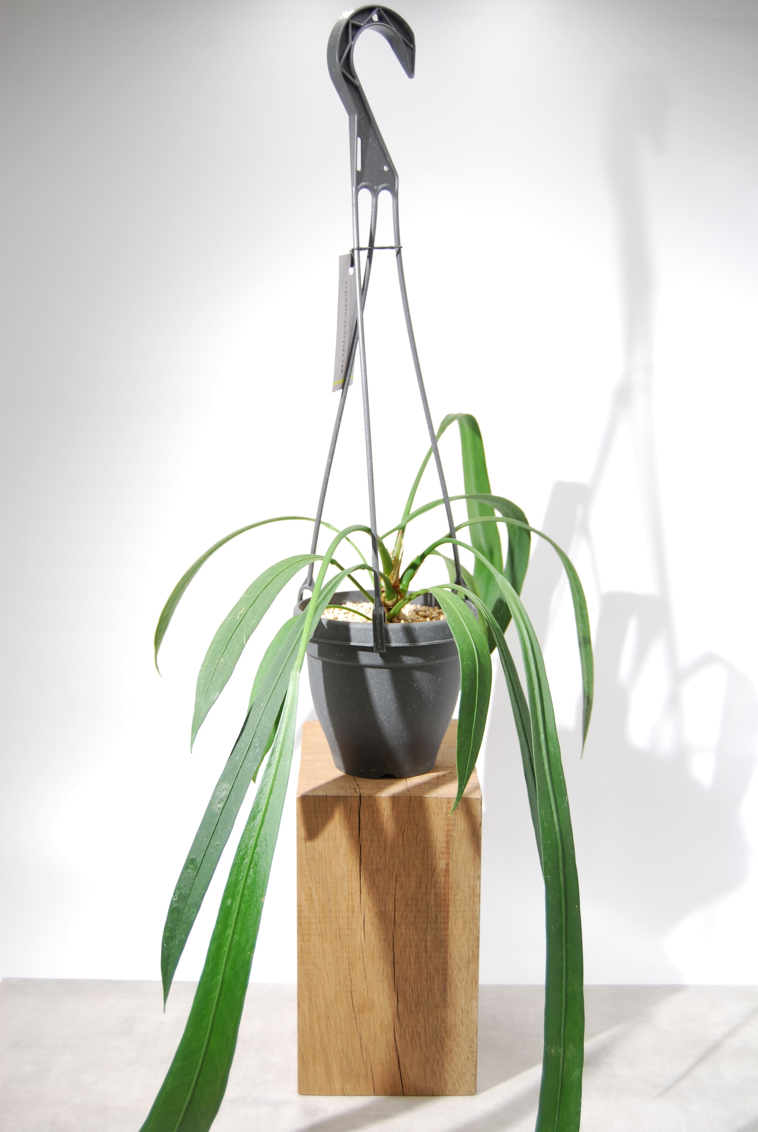 アンスリウムビッタリフォリウム オシャレな吊り鉢つき - 植物/観葉植物