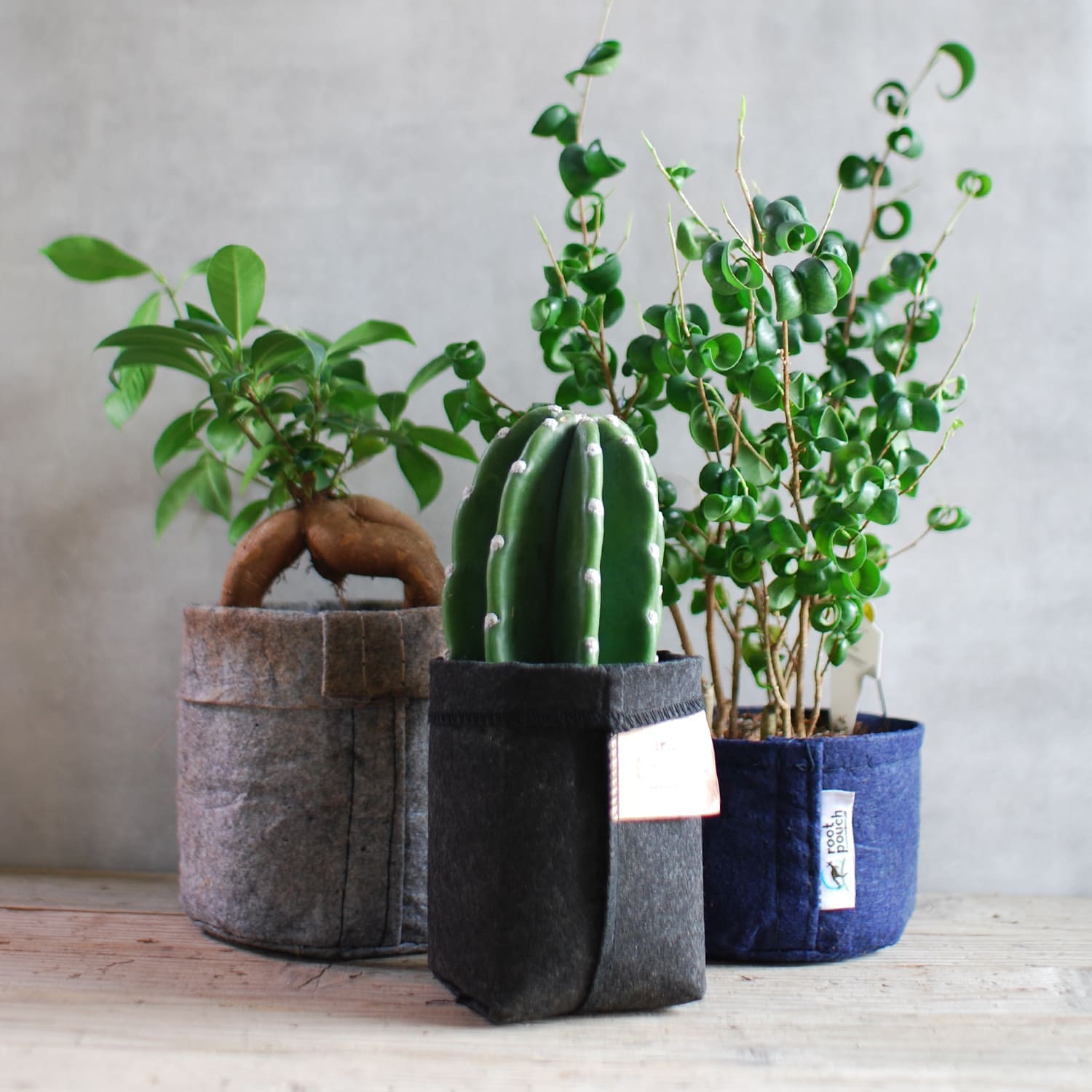 ルーツポーチ（root pouch）育苗用ポット 1QT（Thin Black Line） – linkplants -リンクプランツ-