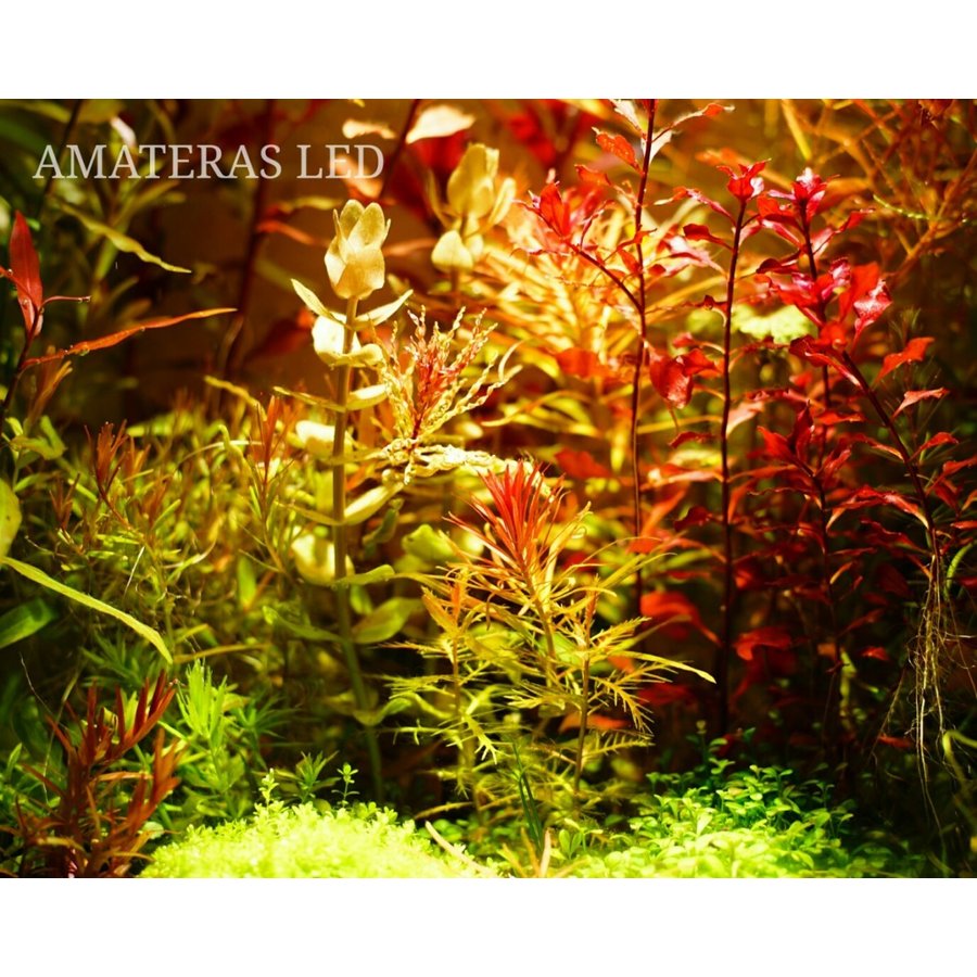 植物育成ライト アマテラス led 2個 - 天井照明